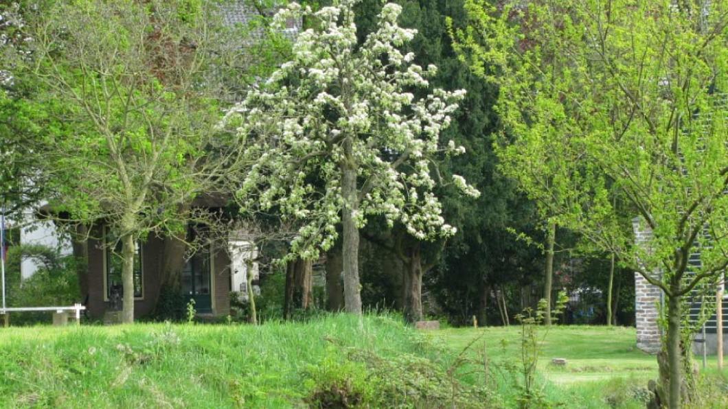 Cborg groen.jpg