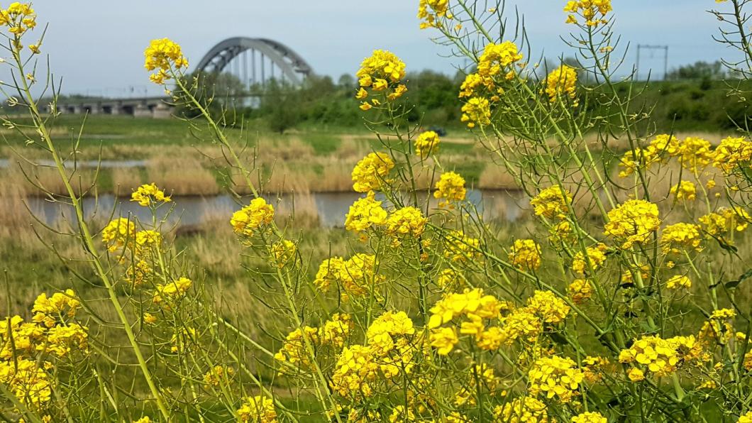 Culemborg biodiversiteit 2.jpg