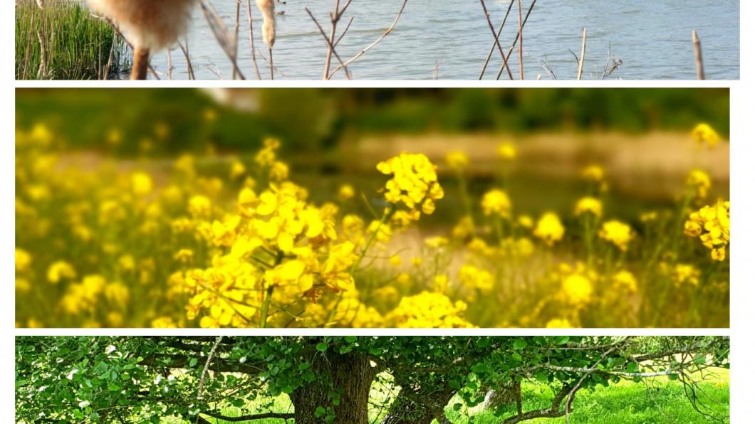 Meer groen en biodiversiteit.JPG