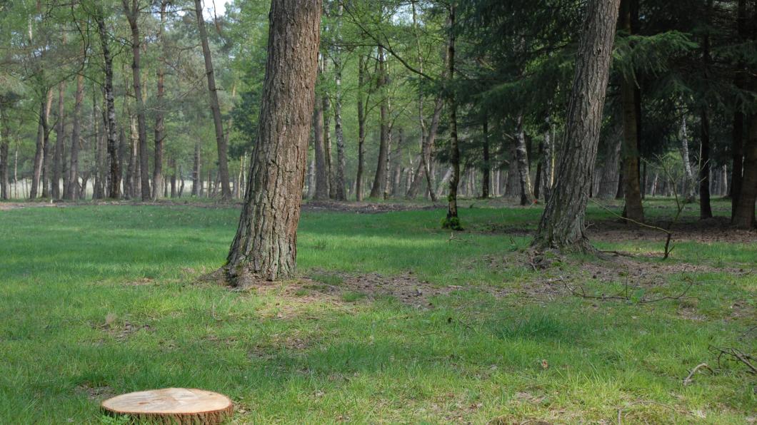 Natuurbegraafplaats.jpg