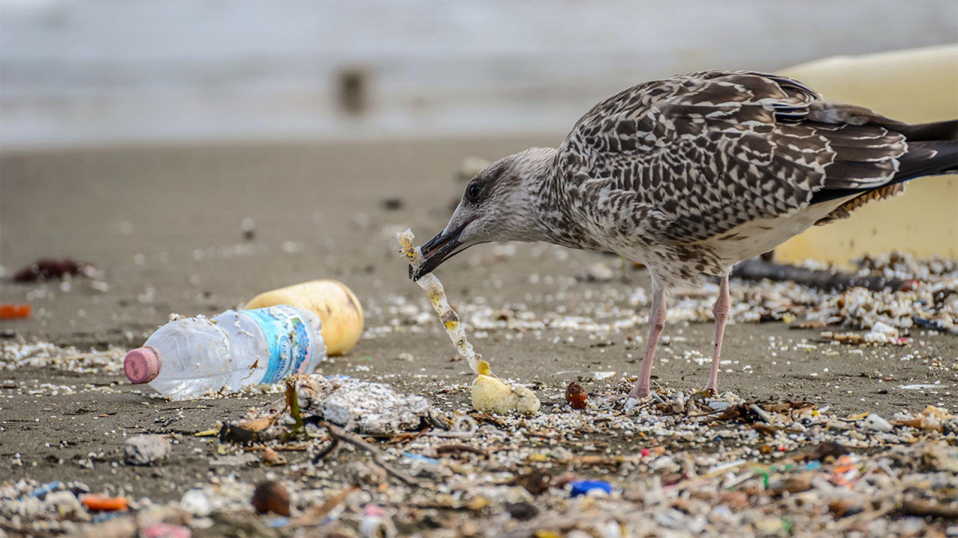 Plastic en afval op onze stranden